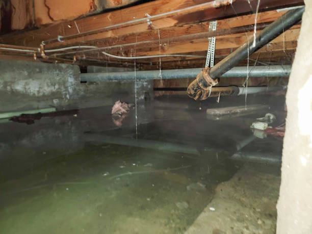 Best Fire Damage Restoration  in Glen Dale, WV