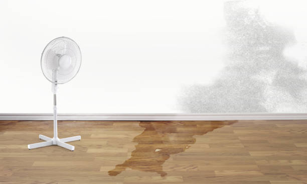 Best Water damage contractors near me  in Glen Dale, WV